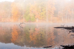 Rose Lake Reflection Fog