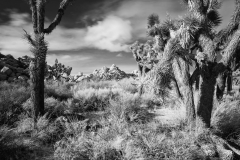 Joshua Tree National Park
