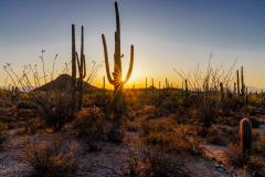Saguaro National Park