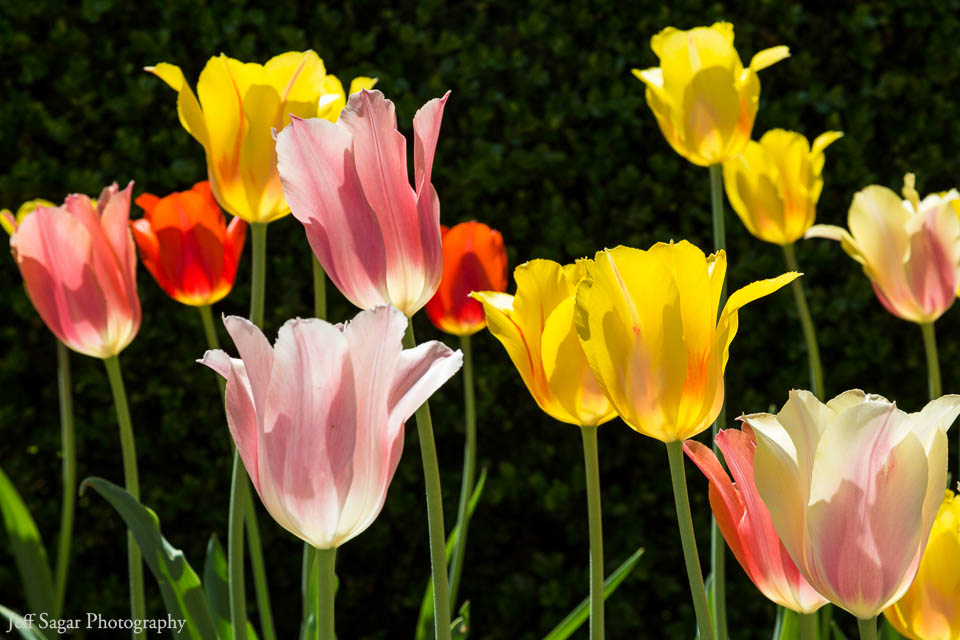 Tulips_Franklin-Park-Conservatory.jpg